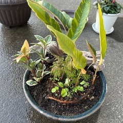 お譲りください！植物、植木鉢