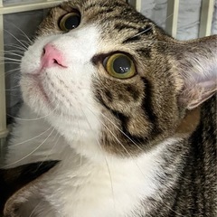 🩷動画付き💚エイズキャリアの仲良し兄妹🐾ハンデがあるからこそ幸せになってもらいたい - 小郡市