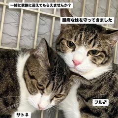 🩷動画付き💚エイズキャリアの仲良し兄妹🐾ハンデがあるからこそ幸せ...