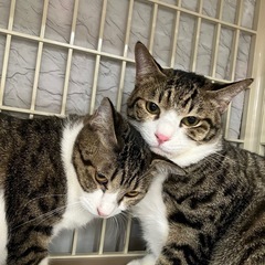 🩷動画付き💚エイズキャリアの仲良し兄妹🐾ハンデがあるからこそ幸せになってもらいたい − 福岡県