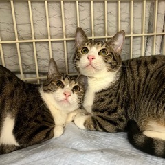 🩷動画付き💚エイズキャリアの仲良し兄妹🐾ハンデがあるからこそ幸せになってもらいたい - 猫