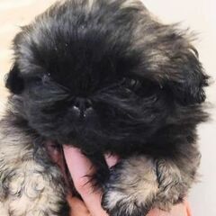 ペキニーズ可愛い仔犬お譲りします❤
