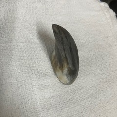 愛犬のご褒美　　牛の角の画像
