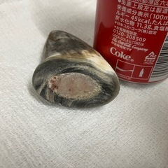 愛犬のご褒美　　牛の角の画像