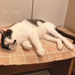 保護活動をされていた方の猫ちゃん引き続き募集中です