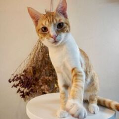 ３月8日（土）🏵️🌟ひな祭り🌟🏵️三鷹で猫の譲渡会　茶白の男の子...