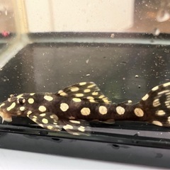 オパールドットマグナム　プレコ　水槽　熱帯魚　アクアリウム　古代魚　淡水魚の画像