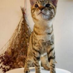 ３月8日（土）🏵️🌟ひな祭り🌟🏵️三鷹で猫の譲渡会　キジトラの女...