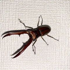 メタリフェルサンギレンシス