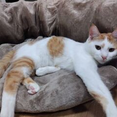 ３月8日（土）🏵️🌟ひな祭り🌟🏵️三鷹で猫の譲渡会　ちーこさん　...