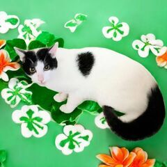 ３月8日（土）🏵️🌟ひな祭り🌟🏵️三鷹で猫の譲渡会　白黒の　男の...
