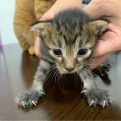 子猫キジトラ
