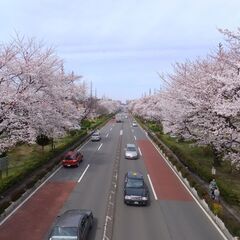 お花見　の名所めぐりに　行きませんか！　癒されますよ！　年齢不問 - 品川区