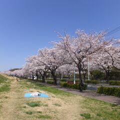 お花見　の名所めぐりに　行きませんか！　癒されますよ！　年齢不問 - 友達