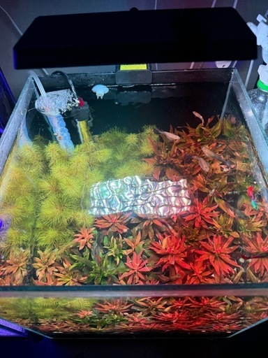 30cmの水槽がセットで売っています。