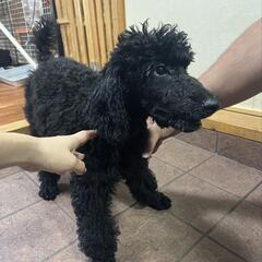 スタンダードプードル🐩女の子ブラック - 名護市