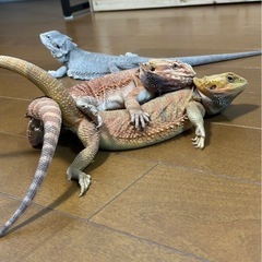 メス同士でも交尾するんですか？