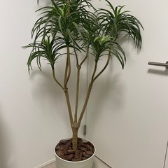決まりました人工観葉植物の画像