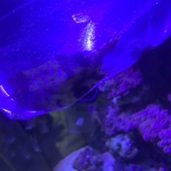 ※コンゴウフグの画像