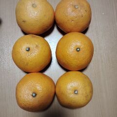 グレープフルーツ