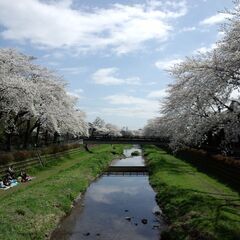 お花見　の名所めぐりに　行きませんか！　癒されますよ！　年齢不問 − 東京都