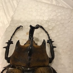 （幼虫）ギアスゾウカブトの画像