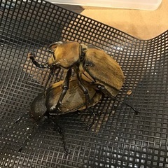 （幼虫）ギアスゾウカブト