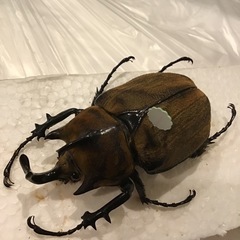 （幼虫）ギアスゾウカブトの画像