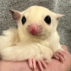 フクロモモンガベビー