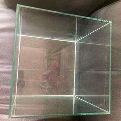 コトブキキューブ水槽の画像