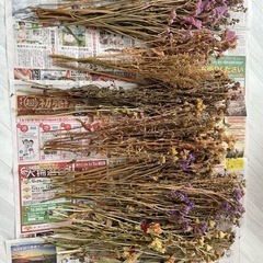 ドライフラワー パンパスグラス ミモザ  まとめ売り 大量  の画像