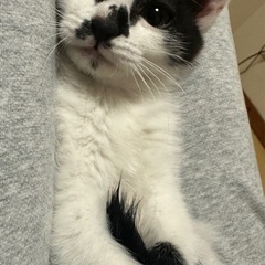 【急募】12/10生雑種猫♀里親募集中