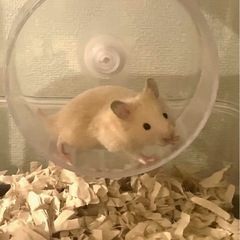 3/2誕生　キンクマ×キンクマ　ベビー