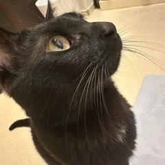 黒猫オス糖尿病