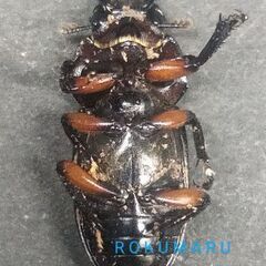 ウスバクワガタ  カプレコルヌス　　　　　　♀19㎜単品の画像
