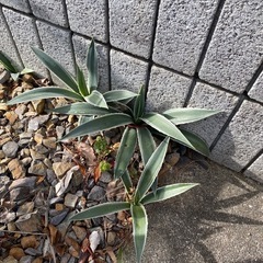 植栽シーズン突入‼️アガベ　ハクセンコウ の画像