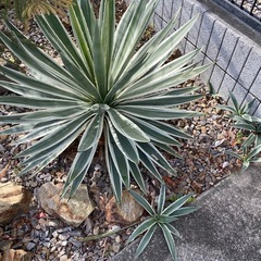 植栽シーズン突入‼️アガベ　ハクセンコウ の画像