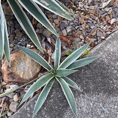 植栽シーズン突入‼️アガベ　ハクセンコウ の画像