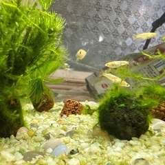 無償で譲ります。深海めだかの稚魚　オレンジめだかの幼魚