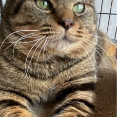 甘えん坊な優しい男の子です - 猫