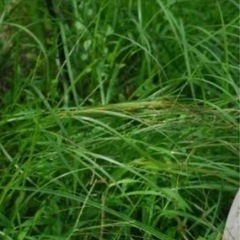 草　刈り