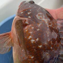 レンタル船で名古屋港／木曽川／揖斐川周辺で魚釣りしてみませんか? - 海部郡