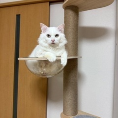 若い成猫　中毛白色