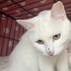 【保護猫】生後８ヶ月白猫の里親さん募集中❗️いちご女の子