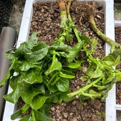 野菜　
ツルムラサキ　根っこ付き　
