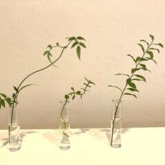 小さい試験管　３本で２５０円