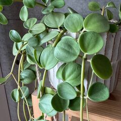 観葉植物/グリーンドラム/多肉腫の植物