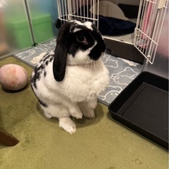 うさぎロップイヤー