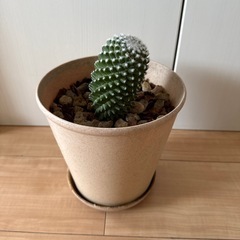 マミラリア多肉植物