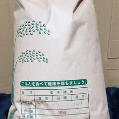 2023収穫 玄米 古米 コシヒカリ 約10kg 